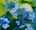 USA-Washington State-Pacific Northwest-Sammamish blue Hydrangea in our garden Art Print